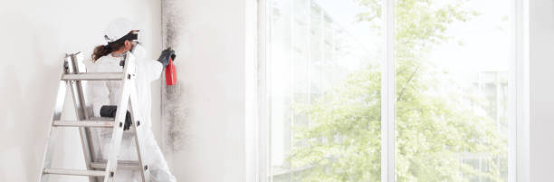 Mold Removal for HVAC Installations in St Paul, MO